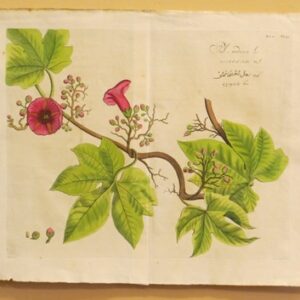 Draakestein - 'Pal-modecca' - 1686