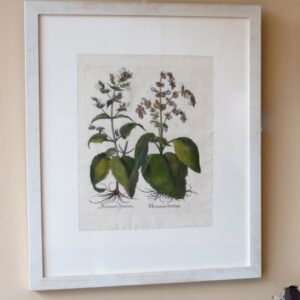 Besler - "Horminium" - First edition 1613 - CGW134484