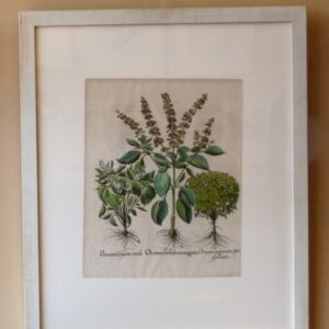 Besler - "Ocimum" - Third Edition 1713 - CGW134461-2A