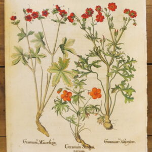 Basil Besler - "Geranium" – 1713 – CGW134484/1