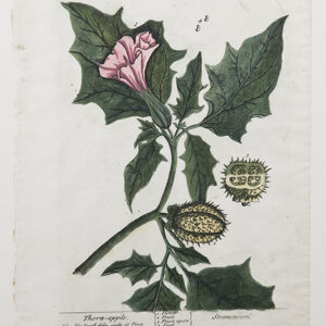 Blackwell - "Thorn-apple" 1730