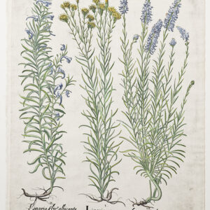 Besler - "Linaria" Third Edition 1713