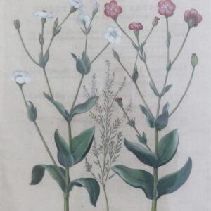 Besler - "Lycanis" - 1613