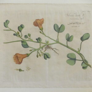 Draakestein - "Schovanna" - 1686 - CGW381550