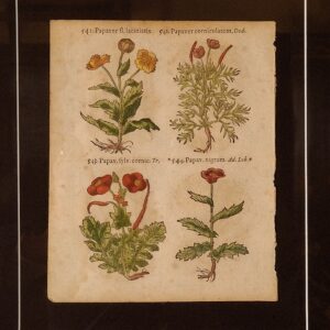 Pancovius - Herbarium 1536 - 1665