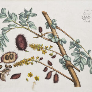 Draakestein - "Caretti" - 1686