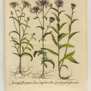 Besler - "Iacea" - Third Edition 1713