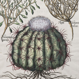 Besler - "Melocactos" - 1713 - AA1532