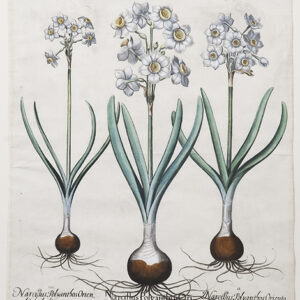 Besler - Narcissus Polyanthos Orientalis calice medio luteus 1613