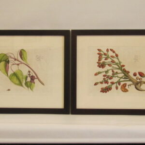 Draakestein - "Arcalu" (28) and "Caunga" (8) - 1686