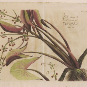 Draakestein - 'Culi-taman' (F 45) - 1686