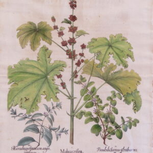 Besler - "Maluacrifpa" - First edition 1613