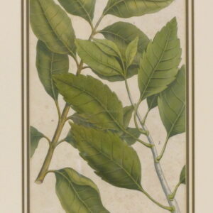 Weinman - "Sandalum" - 1736