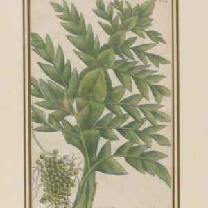 Weinman - "Faufel Pinas" - 1736