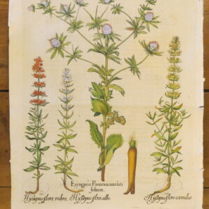 Basil Besler - "Eryngium" – 1713 – CGW134484/3