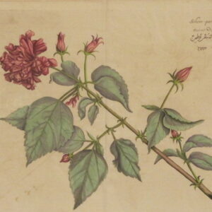 Draakestein - 'Schem-pariti' (46) - 1686