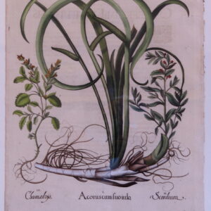 Besler - "Acoruscumfuoiulo" - First edition 1613