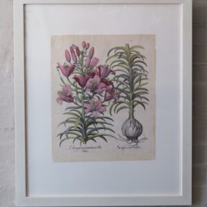 Besler - 'Lilium purpureum maws Dodenei'