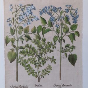 Besler -' Syringa Flora Lacteo'