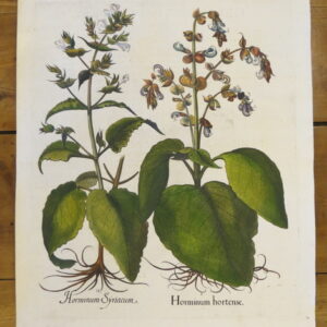 Basil Besler - "Horminum" – 1613 – CGW134484/4