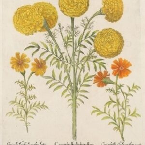 Besler - "Caryophyllus Indicusflore" First edition 1613 - GWA305