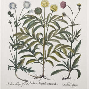 Besler - "Scarbiosa" Third Edition 1713 - CGW134461/2B