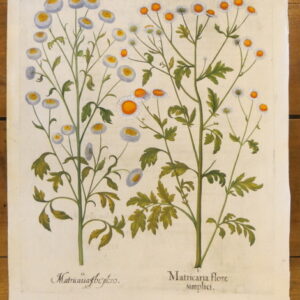 Basil Besler - "Matricaria" – 1613 – CGW134484/5