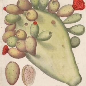 Besler - "Folium" - 1713 - CGW381535