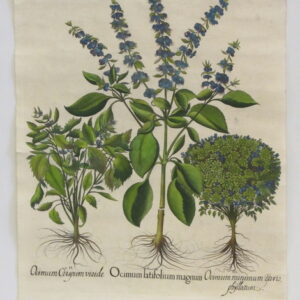 Besler - "Ocimum" - Second Edition 1644 - CGW134476-1