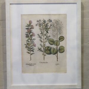 Besler - 'Cistusflore albo'