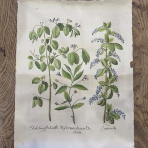 Besler - Xylosteon alterum Dodonei