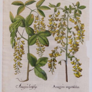 Besler - "Anagyris" - First edition 1613 - CGW134470-19.3