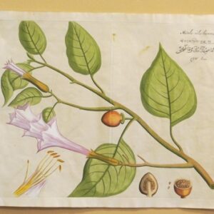 Draakestein - 'Mudela-nila-hummatu' - 1686