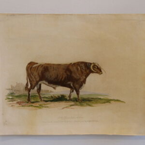 The improved Long Horned or New Leicester Bull - 1800