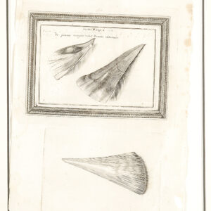 Bivalubus (shells) Chonchology - 1687