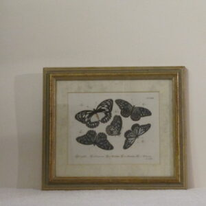 19th Century hand tinted decorative butterflies