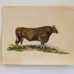 A Norman Bull - 1801