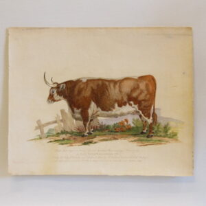 A Fat Herefordshire Ox - 1801