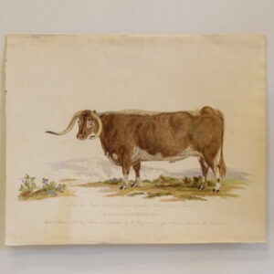 A Fat Long Horned Ox - 1802