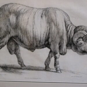 Two unusual late 18th Century French copper engravings of a ram and sheep