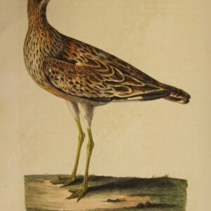 Pennant - "The Norfolk Plover" - 1766