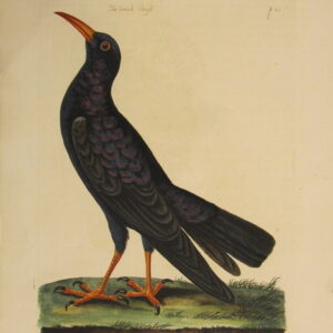 Pennant - "The Cornish Chough" - 1766