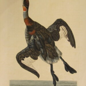 Pennant - "The lesser crested Grebe" - 1766"