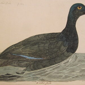 Pennant - "The Velvet Drake" - 1766