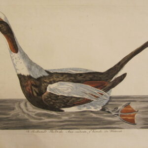 Penannt - "The Swallowtail'd Sheildrake" - 1766