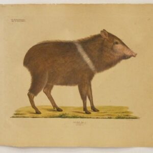Torquatus - 19th Century coloured lithograph animal - CGW134468-3.2