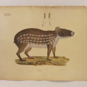 Coelogenys Paca - 19th Century coloured lithograph animal