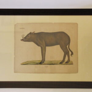 Babirussa - 19th Century coloured lithograph animal