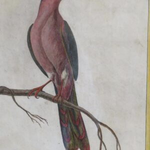 Atlas du Voyage de la Perouse *37