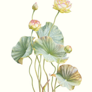 Mali Moir - Lotus Green Magic - 2009